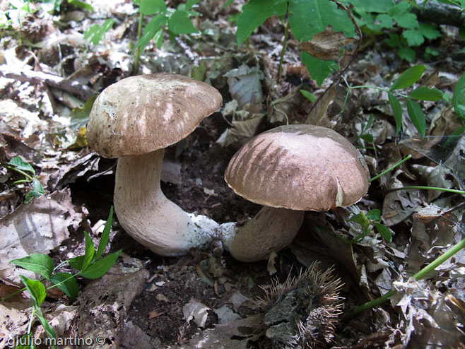 boletus aestivalis, porcino d'estate