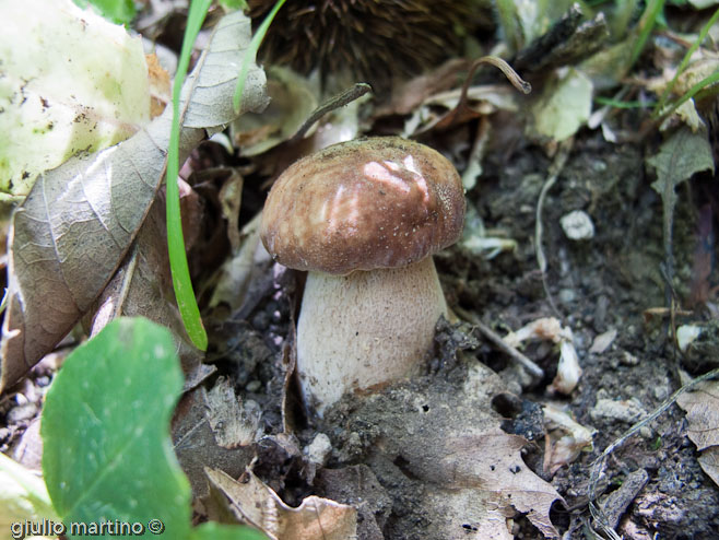 boletus aestivalis, porcino d'estate