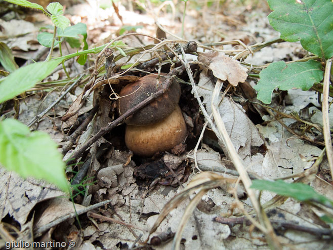 Boletus aereus Bull.aereus Bull., porcino nero