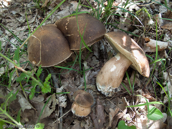 Boletus aereus Bull.aereus Bull., porcino nero