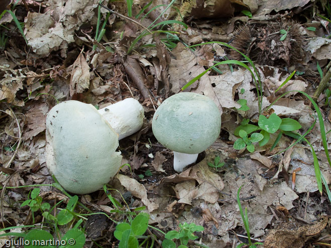 Russula virescens (Schaeff.) Fr., verdone, colombina verde