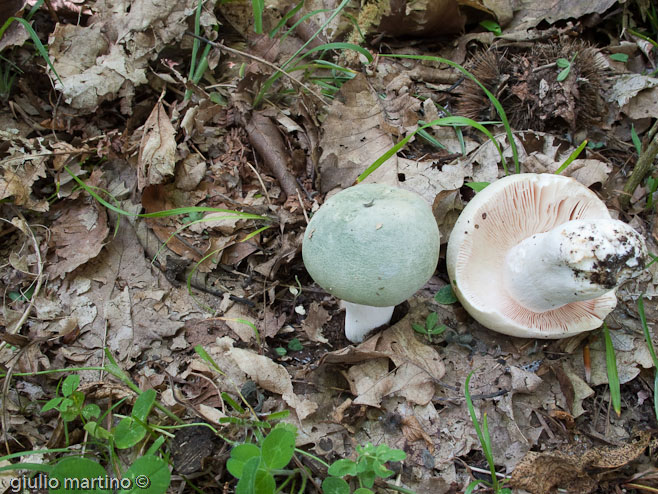 Russula virescens (Schaeff.) Fr., verdone, colombina verde