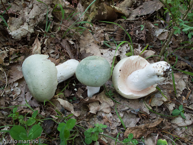 Russula virescens (Schaeff.) Fr., verdone, colombina verde