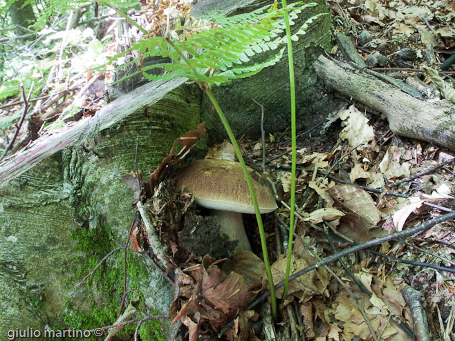 boletus aestivalis, porcino d'estate