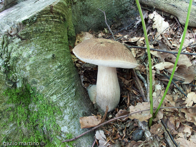 boletus aestivalis, porcino d'estate