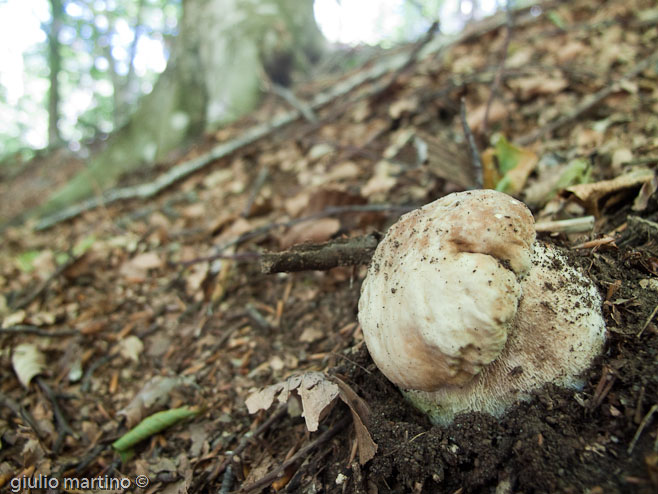 boletus aestivalis, porcino d'estate