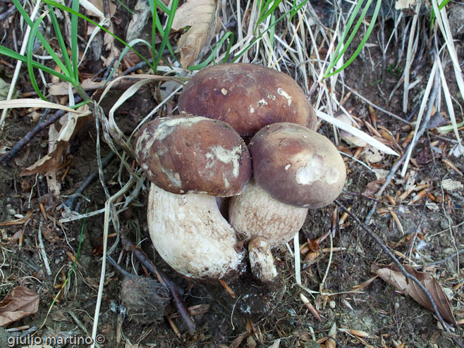 boletus aestivalis, porcino d'estate