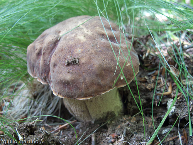 boletus aestivalis, porcino d'estate