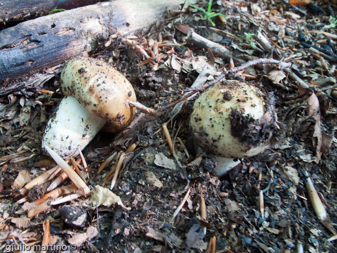 Russula foetens Persoon.: Fr.