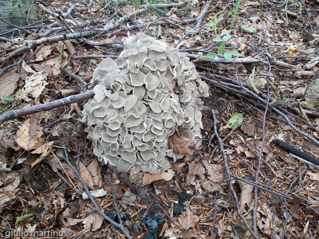 Polyporus umbellatus (Pers.) Fr, Grifola umbellata (Pers. : Fr.), Dendropolyporus umbellatus (Pers.) Jülich