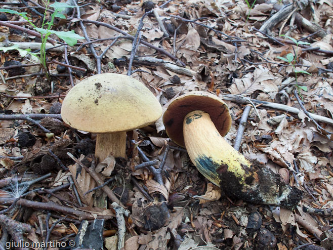 Boletus queletii Schulzer