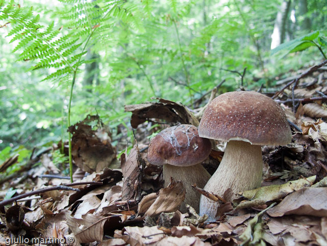 boletus aestivalis, porcino d'estate