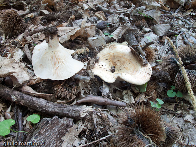 Lactarius zonarius