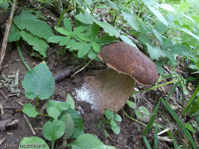 boletus aestivalis, porcino d'estate