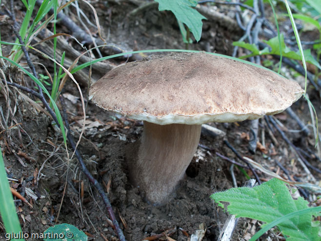 boletus aestivalis, porcino d'estate