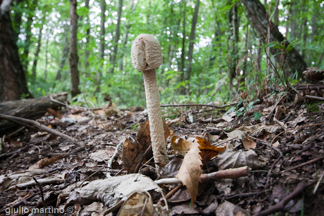 Macrolepiota procera (Scop.: Fr.) Singer