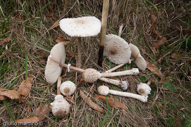 Macrolepiota procera (Scop.: Fr.) Singer