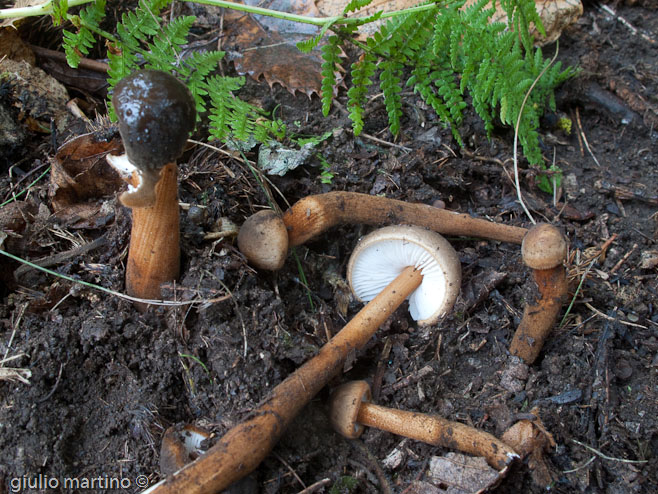 Oudemansiella pudens (Pers.) Pegler & Young, Xerula longipes (P. Kumm.) Maire