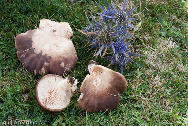 Pleurotus eryngii (DC.) Gillet