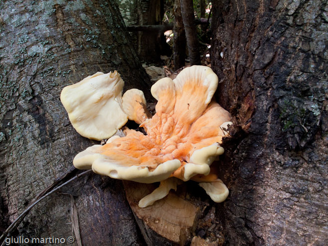 Laetiporus sulphureus (Bull.) Murrill