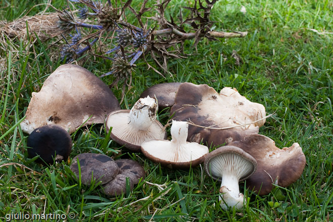 Pleurotus eryngii (DC.) Gillet