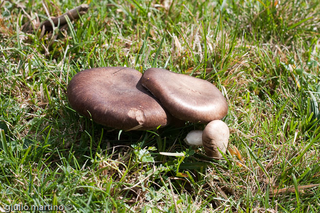 Pleurotus eryngii (DC.) Gillet