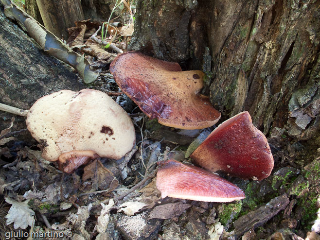 Fistulina hepatica (Schaeff.: Fr.) Fr.