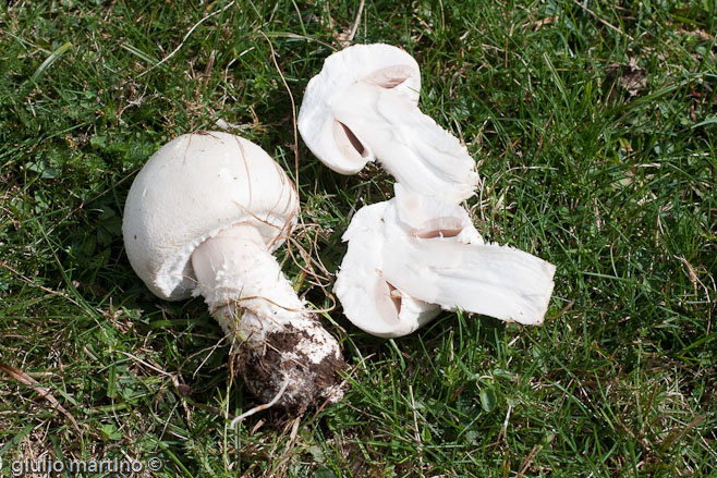 Agaricus arvensis Schaeff.: Fr.