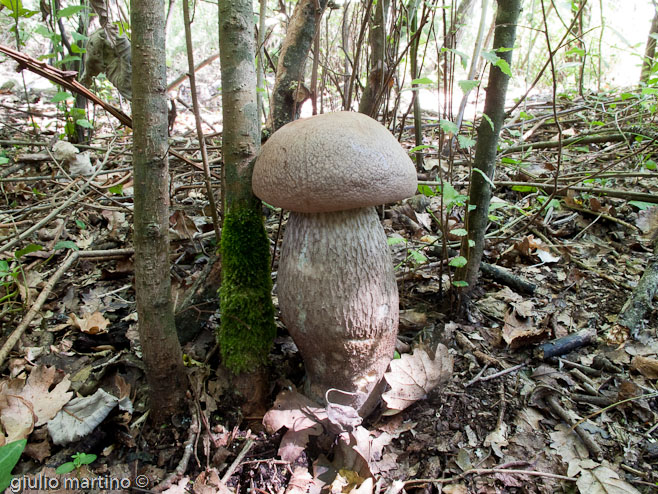 Leccinum duriusculum (Schulzer) Singer