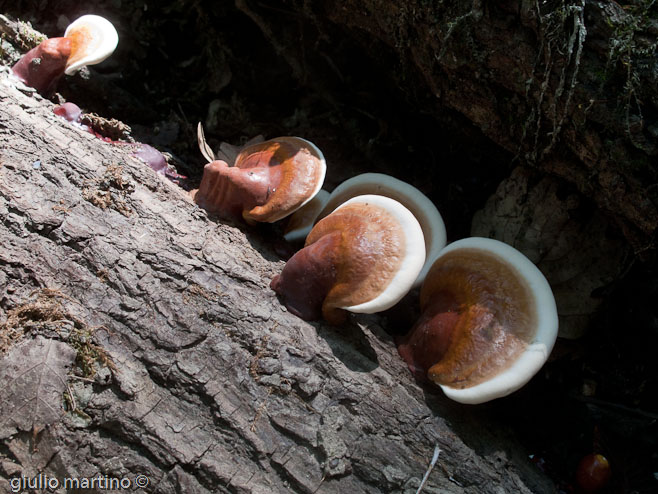 Ganoderma lucidum (Leyss.: Fr.) P. Karst.