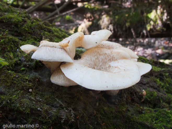 Lentinus tigrinus (Bull.: Fr.) Fr.