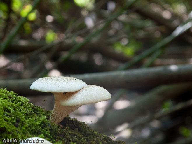 Lentinus tigrinus (Bull.: Fr.) Fr.