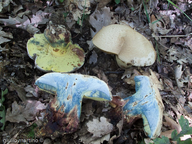 Boletus radicans  Pers.: Fr.