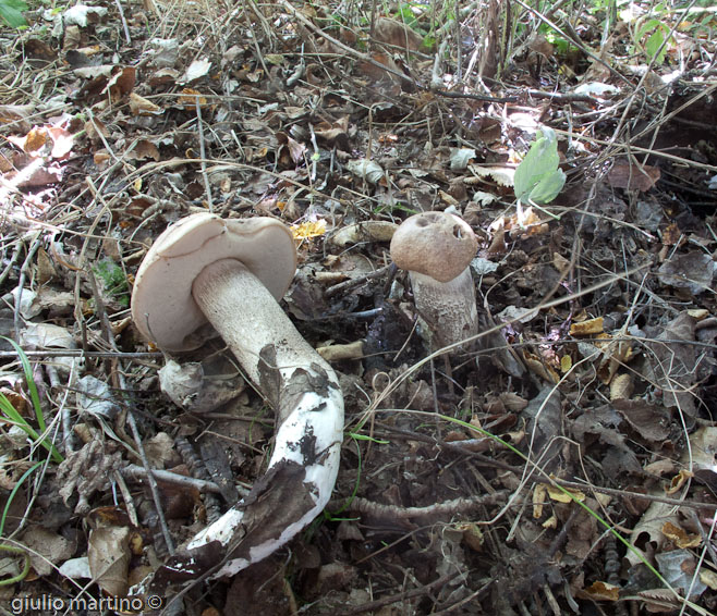 Leccinum duriusculum (Schulzer) Singer