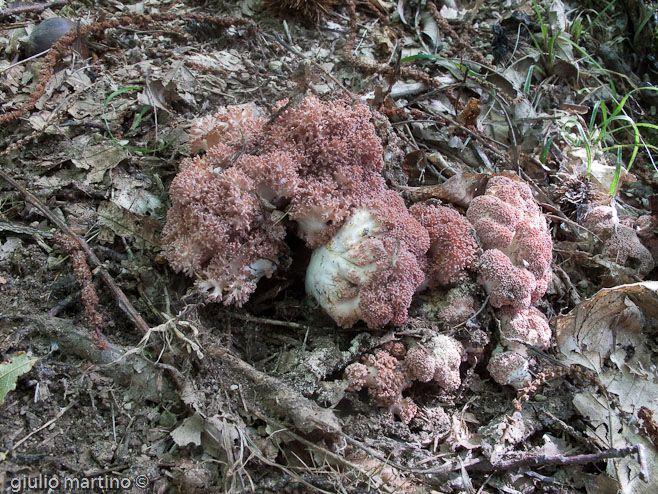 Ramaria botrytis (Pers.: Fr.) Ricken