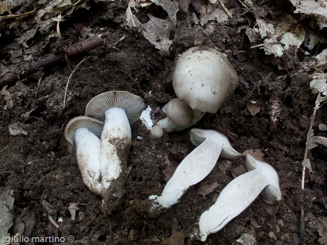 Lyophullum sp.