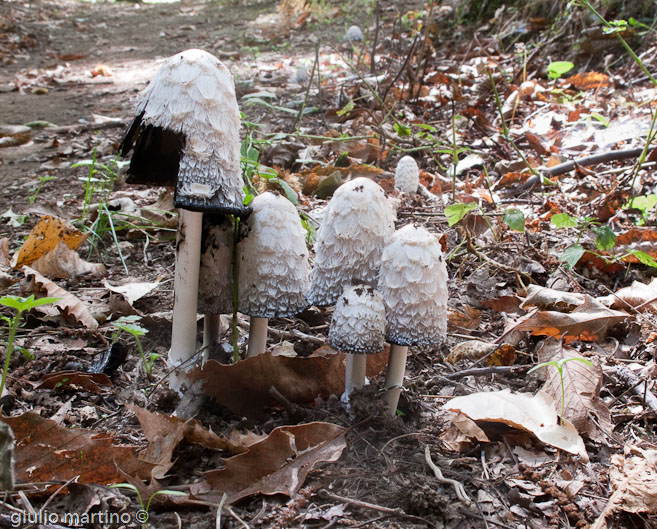 Coprinus comatus (Müll.: Fr.) Pers.