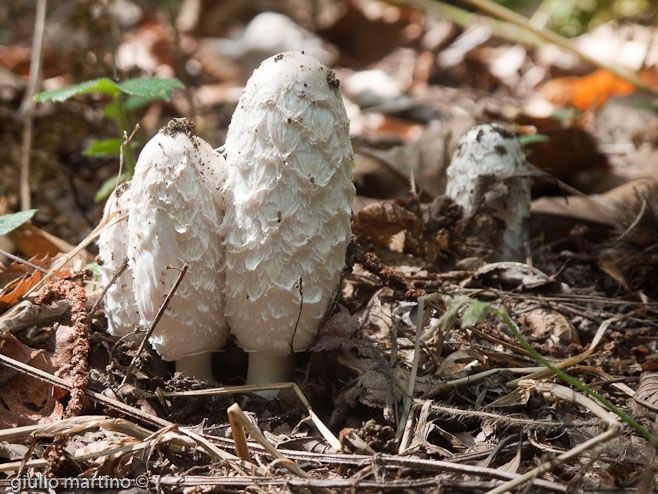 Coprinus comatus (Müll.: Fr.) Pers.