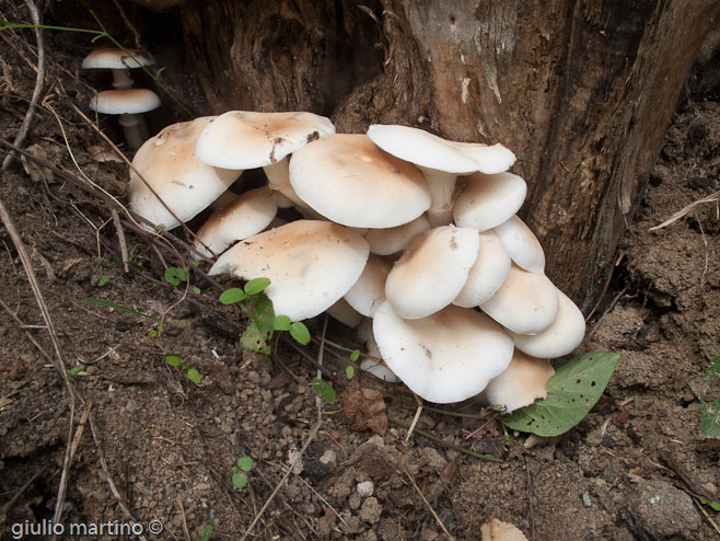 Agrocybe aegerita (V. Brig.) Fayod