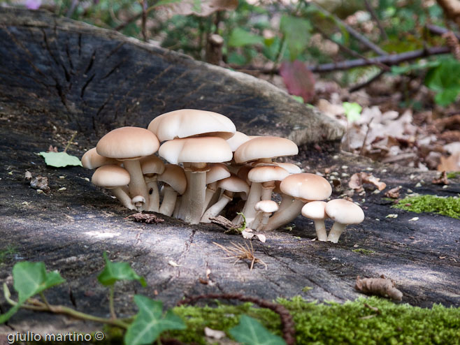 Agrocybe aegerita (V. Brig.) Fayod