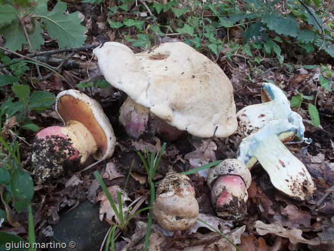 Boletus rhodoxanthus (Krombholz) Kallenbach