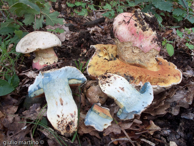 Boletus rhodoxanthus (Krombholz) Kallenbach