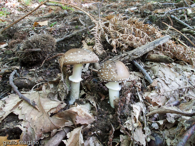 Amanita pantherina (DC.) Krombh.