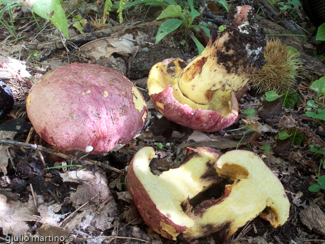 Boletus regius Krombh.