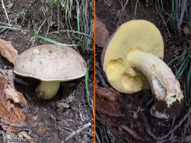 Xerocomus impolitus (Fr.) Quél.