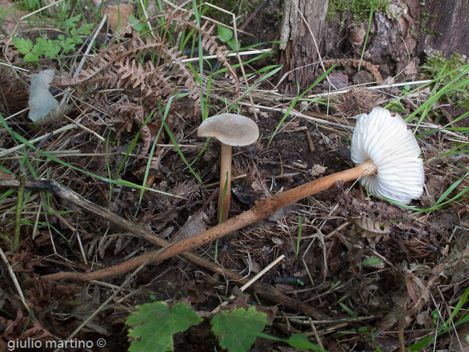 Oudemansiella pudens (Pers.) Pegler & Young, Xerula longipes (P. Kumm.) Maire