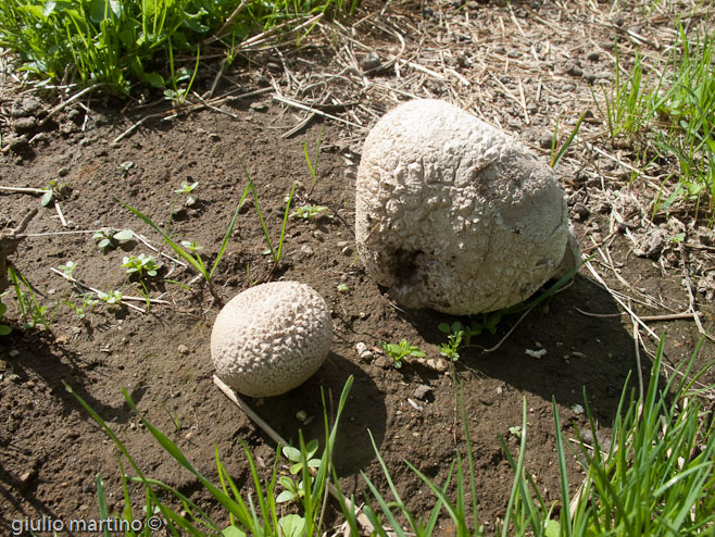 Calvatia utriformis (Bull.: Pers.) Jaap