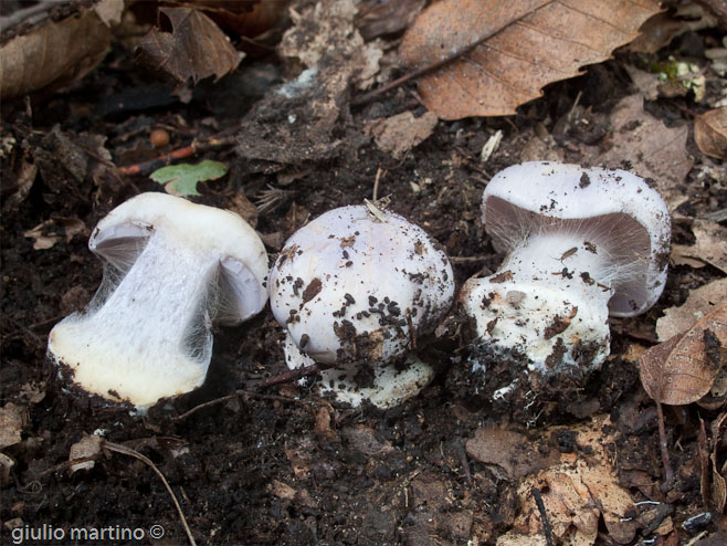 Cortinarius sp.