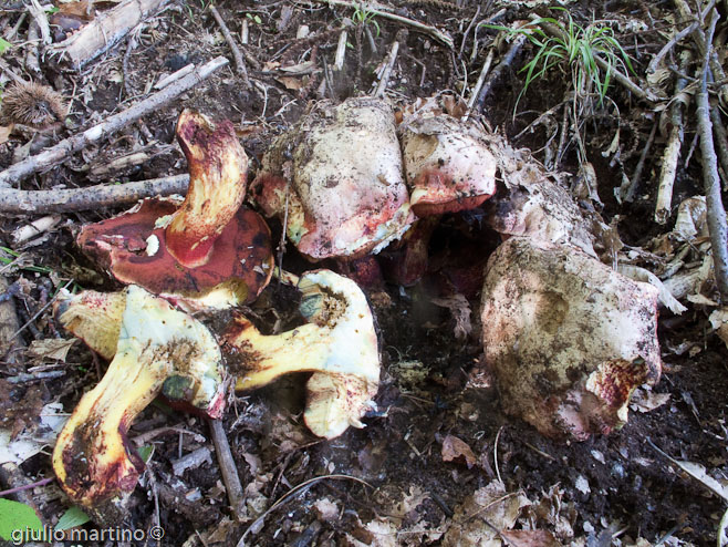 Boletus rhodoxanthus (Krombholz) Kallenbach