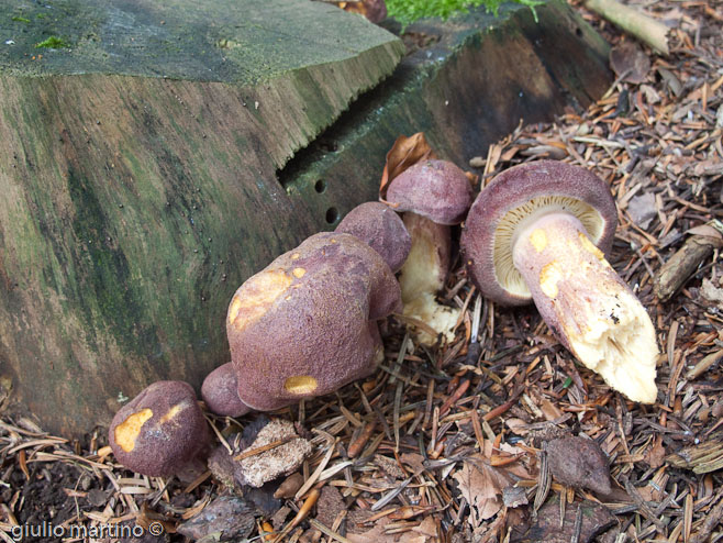 Tricholomopsis rutilans (Schaeff.: Fr.) Singer